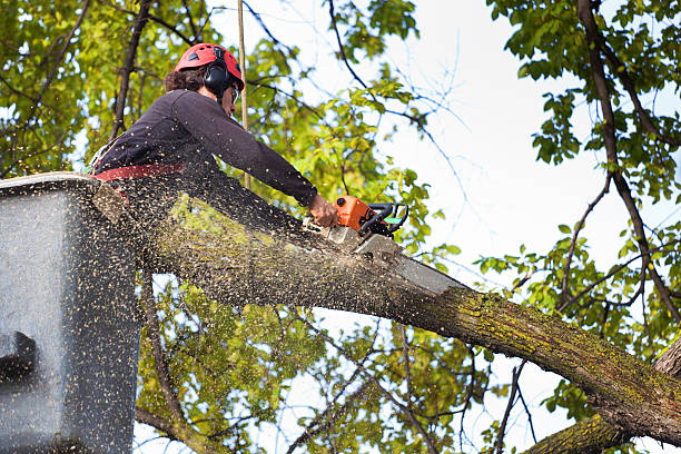 Best Tree Health Inspection  in Chandler, OK